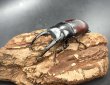 画像2: ドンキエルコクワガタ（原名亜種：赤ドンキ）　♂６６ｍｍ／♀４１ｍｍ成虫ペア　 (2)
