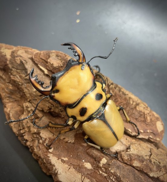 画像2: メリーメンガタクワガタ　♂５４ｍｍ／♀２８ｍｍ　成虫ペア (2)