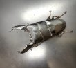 画像3: スマトラヒラタ（アチェ）　♂９４ｍｍ／♀４９ｍｍ成虫ペア　 (3)