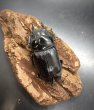 画像5: オオクワガタ（能勢ＹＧ血統）　♂８７ｍｍＡ’品／♀５６ｍｍＡ’品　成虫ペア　 (5)