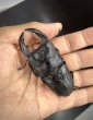 画像1: オオクワガタ（元木ＳＰ）　♂８４ｍｍA'品／♀５３ｍｍ　成虫ペア　 (1)