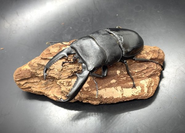 画像1: パラワンヒラタ　♂９１ｍｍA'品／♀４８ｍｍ成虫ペア　 (1)
