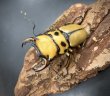画像3: メリーメンガタクワガタ　♂５５ｍｍ／♀３３ｍｍ　成虫ペア (3)