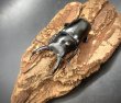 画像2: ドンキエルクワガタ（ハンプイ）　♂５８ｍｍ／♀４２ｍｍ　成虫ペア (2)