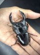 画像3: インドアンタエウス（ガントク）　♂９０ｍｍ／♀５２ｍｍ　成虫ペア　 (3)