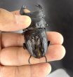 画像3: ■極太血統■ホペイオオクワガタ　♂７２ｍｍB品／♀４４ｍｍ　成虫ペア (3)