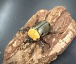 画像1: ヨツボシヒナカブト　♂３６ｍｍ／♀２８ｍｍ　成虫ペア (1)