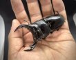 画像2: ブータンアンタエウス　♂８１ｍｍ／♀４８ｍｍ成虫ペア　 (2)