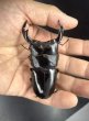 画像3: ブータンアンタエウス　♂８１ｍｍ／♀４８ｍｍ成虫ペア　 (3)