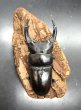画像2: オオクワガタ（能勢ＹＧ血統）　♂８０ｍｍ／♀５４ｍｍＵＰ　成虫ペア　 (2)