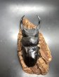 画像2: オオクワガタ（能勢ＹＧ血統）　♂８７ｍｍＡ’品／♀５６ｍｍＡ’品　成虫ペア　 (2)