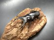 画像1: ドンキエルクワガタ（ハンプイ）　♂５９ｍｍ／♀４３ｍｍ　成虫ペア (1)