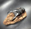 画像3: スマトラヒラタ（アチェ）　♂９１ｍｍ／♀４９ｍｍ成虫ペア　 (3)