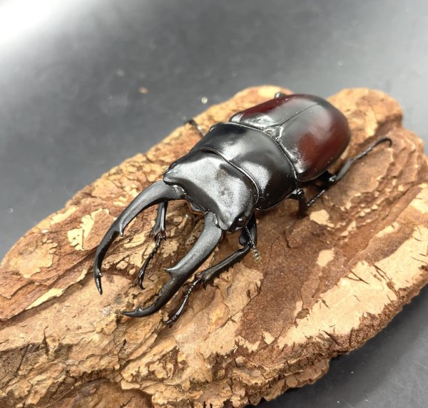 画像1: ドンキエルコクワガタ（原名亜種：赤ドンキ）　♂６６ｍｍ／♀４１ｍｍ成虫ペア　 (1)