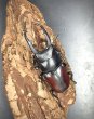 画像3: ドンキエルコクワガタ（原名亜種：赤ドンキ）　♂６６ｍｍ／♀３９ｍｍ成虫ペア　 (3)
