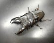 画像2: スマトラヒラタ（アチェ）　♂９９ｍｍ／♀５０ｍｍ成虫ペア　 (2)