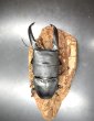 画像2: パラワンヒラタ　♂９１ｍｍA'品／♀４８ｍｍ成虫ペア　 (2)