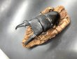 画像1: パラワンヒラタ　♂９８ｍｍA'品／♀５０ｍｍ成虫ペア　 (1)