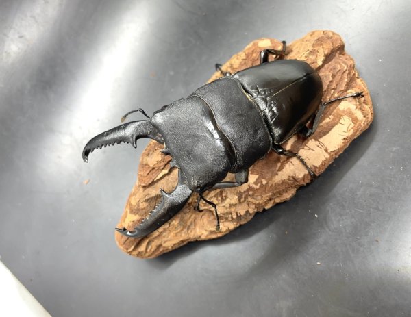 画像1: パラワンヒラタ　♂９８ｍｍA'品／♀５０ｍｍ成虫ペア　 (1)
