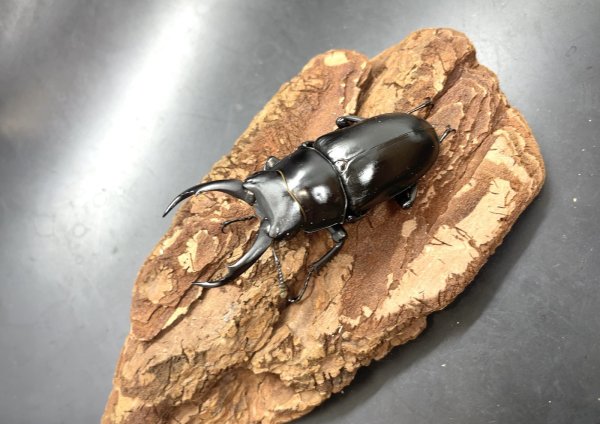 画像1: ドンキエルクワガタ（ハンプイ）　♂５８ｍｍ／♀４２ｍｍ　成虫ペア (1)