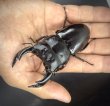 画像2: インドアンタエウス（ガントク）　♂９０ｍｍ／♀５２ｍｍ　成虫ペア　 (2)