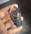画像2: ■極太血統■ホペイオオクワガタ　♂７２ｍｍB品／♀４４ｍｍ　成虫ペア (2)