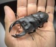 画像3: オオクワガタ（元木ＳＰ）　♂８４ｍｍA'品／♀５３ｍｍ　成虫ペア　 (3)