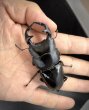 画像3: インドグランディス　♂７７ｍｍ／♀４８ｍｍ成虫ペア　 (3)