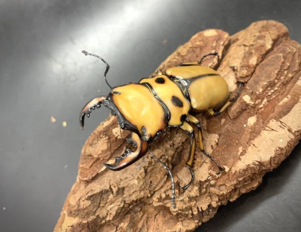 画像3: メリーメンガタクワガタ　♂５４ｍｍ／♀２８ｍｍ　成虫ペア (3)