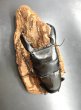 画像2: スマトラヒラタ（アチェ）　♂９１ｍｍ／♀４９ｍｍ成虫ペア　 (2)