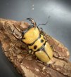 画像2: メリーメンガタクワガタ　♂５４ｍｍ／♀３０ｍｍ　成虫ペア (2)