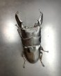 画像2: スマトラヒラタ（アチェ）　♂９４ｍｍ／♀４９ｍｍ成虫ペア　 (2)