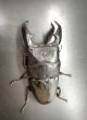 画像3: スマトラヒラタ（アチェ）　♂９９ｍｍ／♀５０ｍｍ成虫ペア　 (3)