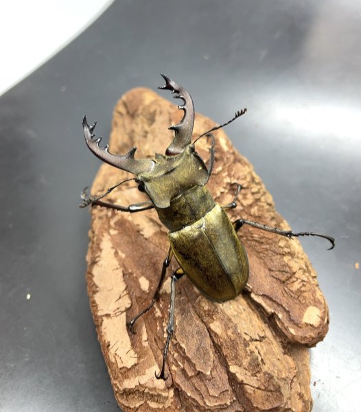 画像1: ミヤマクワガタ　♂６６ｍｍ／♀Ｆｒｅｅ　成虫ペア　 (1)