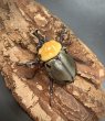 画像2: ヨツボシヒナカブト　♂３６ｍｍ／♀２８ｍｍ　成虫ペア (2)