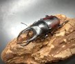 画像1: ドンキエルコクワガタ（原名亜種：赤ドンキ）　♂６６ｍｍ／♀３９ｍｍ成虫ペア　 (1)