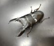 画像1: スマトラヒラタ（アチェ）　♂９４ｍｍ／♀４９ｍｍ成虫ペア　 (1)