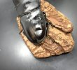 画像4: オオクワガタ（能勢ＹＧ血統）　♂８７ｍｍＡ’品／♀５６ｍｍＡ’品　成虫ペア　 (4)
