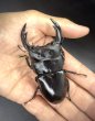 画像1: インドアンタエウス（ガントク）　♂９０ｍｍ／♀５２ｍｍ　成虫ペア　 (1)