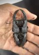 画像2: オオクワガタ（元木ＳＰ）　♂８４ｍｍA'品／♀５３ｍｍ　成虫ペア　 (2)