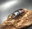 画像2: ドンキエルコクワガタ（原名亜種：赤ドンキ）　♂６６ｍｍ／♀３９ｍｍ成虫ペア　 (2)