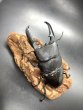 画像3: パラワンヒラタ　♂９８ｍｍA'品／♀５０ｍｍ成虫ペア　 (3)