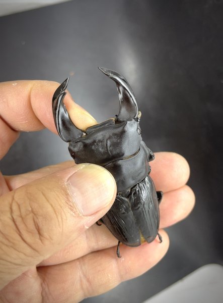 画像1: ■極太血統■ホペイオオクワガタ　♂７２ｍｍB品／♀４４ｍｍ　成虫ペア (1)
