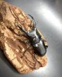 画像2: ドンキエルクワガタ（ハンプイ）　♂６１ｍｍ／♀４４ｍｍ　成虫ペア (2)