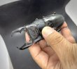画像4: スマトラヒラタ（アチェ）　♂９９ｍｍ／♀５０ｍｍ成虫ペア　 (4)
