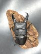 画像1: パラワンヒラタ　♂９１ｍｍ／♀５０ｍｍ成虫ペア　 (1)