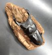 画像1: オオクワガタ（能勢ＹＧ血統）　♂８０ｍｍ／♀５４ｍｍＵＰ　成虫ペア　 (1)