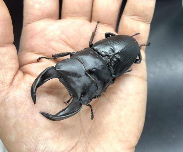 画像1: ■極太血統■ホペイオオクワガタ　♂７６ｍｍ／♀４６ｍｍ　成虫ペア (1)