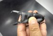 画像2: パラワンヒラタ　♂９１ｍｍ／♀５０ｍｍ成虫ペア　 (2)