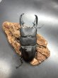 画像2: パラワンヒラタ　♂９８ｍｍA'品／♀５０ｍｍ成虫ペア　 (2)